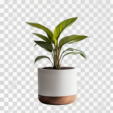 Walnut plant pot, white plaster pot, plain background, light gray background, front view, plant