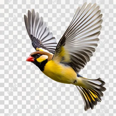 Goldfinch in flight, transparent background, PNG file for graphic design.