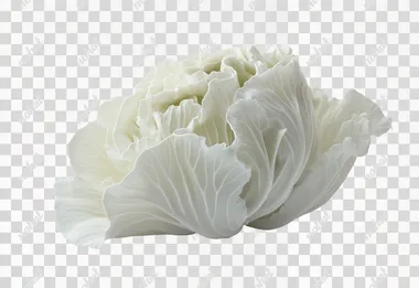 Professional photo of one cabbage isolated on white background. Marketing photo