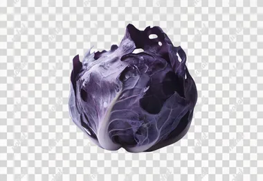 Professional photo of one cabbage isolated on white background. Marketing photo