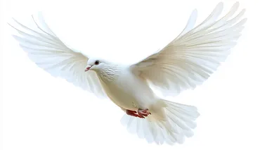 Potrait of flying white dove, cut out ,isolate on white background