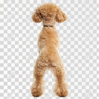 a portrait photography of Toy Poodle standing on two legs like a human, back view, isolated on white background