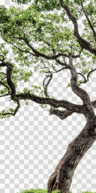 A photo of a Panamanian oak tree isolated on white.  --s 50