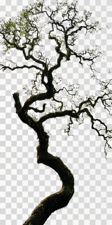 A photo of a Panamanian oak tree isolated on white.  --s 50