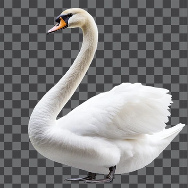 Swan Little Bird, isolated on white background, png image