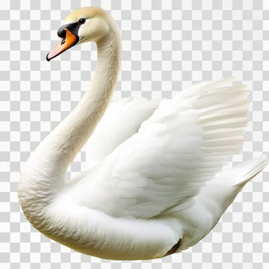 Swan Little Bird, isolated on white background, png image