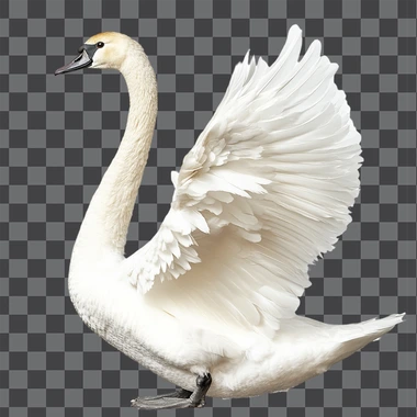 Swan Little Bird, isolated on white background, png image