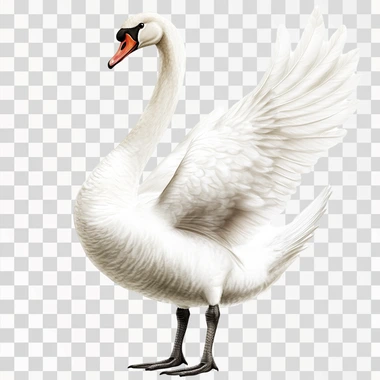 Swan Little Bird, isolated on white background, png image