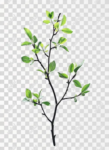 professionally photographed singular plum branch with many leaves, solid white background, minimalistic but highly detailed,