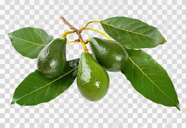 glossy Green AVOCADO cluster and leaves of unripe fruit isolated on white background --s 0