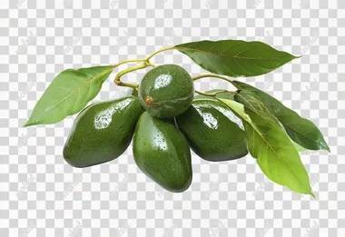 glossy Green AVOCADO cluster and leaves of unripe fruit isolated on white background --s 0