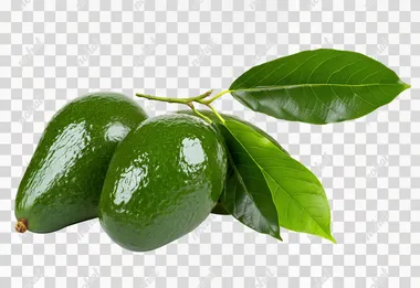 glossy Green AVOCADO cluster and leaves of unripe fruit isolated on white background --s 0