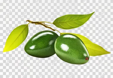 glossy Green AVOCADO cluster and leaves of unripe fruit isolated on white background --s 0