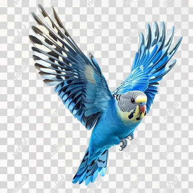 realistic budgie flying. Brilliant cobalt and powder blue feathers predominated Veggie's colouring with small symmetrical patches and flecks of black and white mostly around his neck and head. No background, high quality