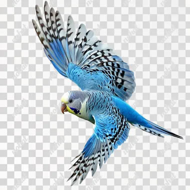 realistic budgie flying. Brilliant cobalt and powder blue feathers predominated Veggie's colouring with small symmetrical patches and flecks of black and white mostly around his neck and head. No background, high quality