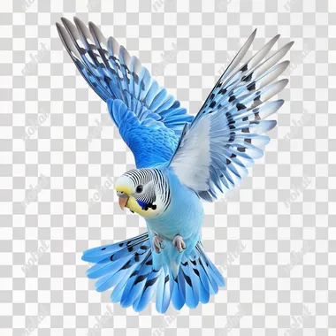 realistic budgie flying. Brilliant cobalt and powder blue feathers predominated Veggie's colouring with small symmetrical patches and flecks of black and white mostly around his neck and head. No background, high quality