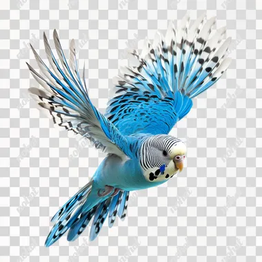 realistic budgie flying. Brilliant cobalt and powder blue feathers predominated Veggie's colouring with small symmetrical patches and flecks of black and white mostly around his neck and head. No background, high quality