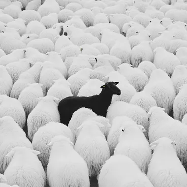 Cinematic Shot. Subject: black sheep in the middle of hundred white sheep, minimalistic . Influences: tarantino , Christopher nolan . Emphasisers: SilverCore, Science Fiction. Camera: Shot on a Hasselblad medium format camera