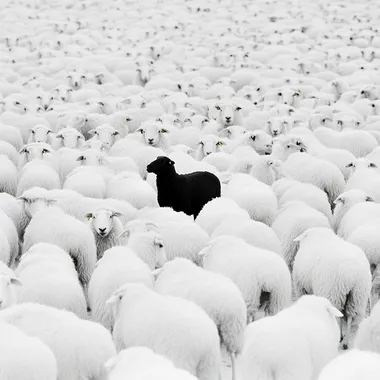 Cinematic Shot. Subject: black sheep in the middle of hundred white sheep, minimalistic . Influences: tarantino , Christopher nolan . Emphasisers: SilverCore, Science Fiction. Camera: Shot on a Hasselblad medium format camera