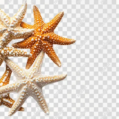 starfish on a white background --s 250