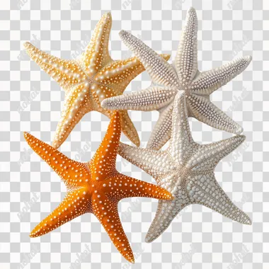 starfish on a white background --s 250