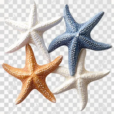 starfish on a white background --s 250