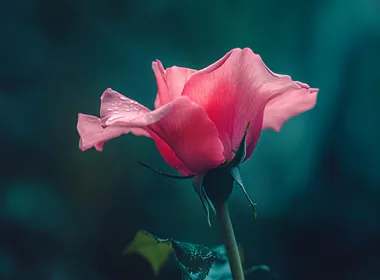 Beautiful pink rose in a garden, close-up, with a blurry dark green background, soft lighting, macro photography, high-definition photography, in the style of Nikon D850 raw format, focusing on the delicate petals and vibrant color of the flower.