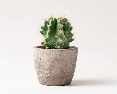 potted cactus small, isolated on white