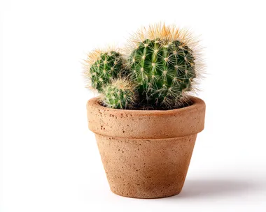 potted cactus small, isolated on white