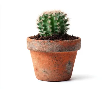 potted cactus small, isolated on white