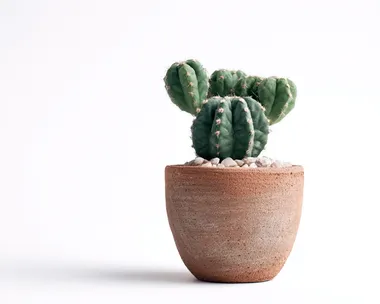 potted cactus small, isolated on white
