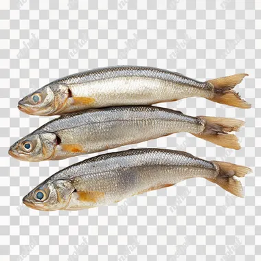 Three sprats lying next to each other with gaps in between on a white background