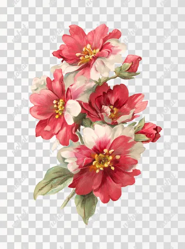clipart, illustration of a vintage primrose cluster, isolated on a white background, cream, bright red and mint green colours, subtle green colours for any leaves, vintage illustration, in the medium of watercolour and colored pencils, slightly aged, shabby chic in the style of Cath Kidston, intricate details, realistic elements, elegant, quaint and beautiful, high quality, detailed   --s 50