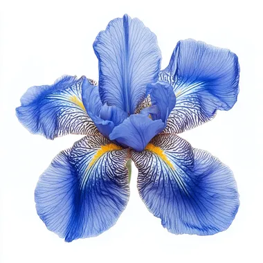 photo of blue iris flower isolated on white background