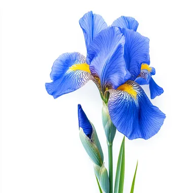 photo of blue iris flower isolated on white background