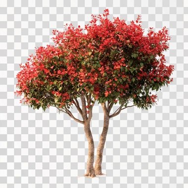 a multi trunk, low branching red leaves lagerstroemia tree with white background