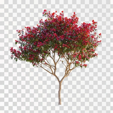 a multi trunk, low branching red leaves lagerstroemia tree with white background