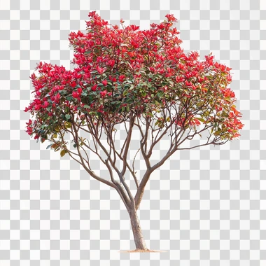 a multi trunk, low branching red leaves lagerstroemia tree with white background