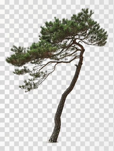 A pine tree, white background, professional photography, clear picture quality, natural light