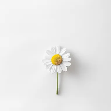 CHAMOMILLA RECUTITA, close-up photography, sense of space, minimalism, high resolution, minimalist style, white clean solid color background