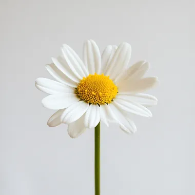 CHAMOMILLA RECUTITA, close-up photography, sense of space, minimalism, high resolution, minimalist style, white clean solid color background