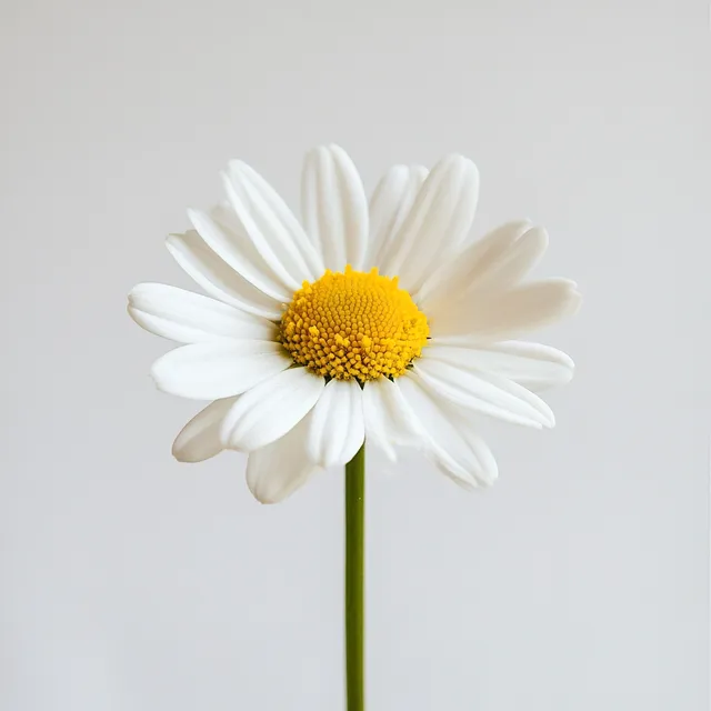 Minimalist Close-Up of Chamomilla Recutita in High Resolution