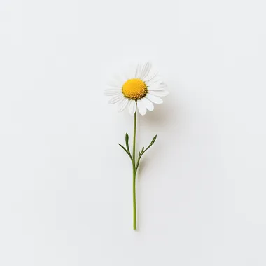 CHAMOMILLA RECUTITA, close-up photography, sense of space, minimalism, high resolution, minimalist style, white clean solid color background