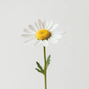 CHAMOMILLA RECUTITA, close-up photography, sense of space, minimalism, high resolution, minimalist style, white clean solid color background