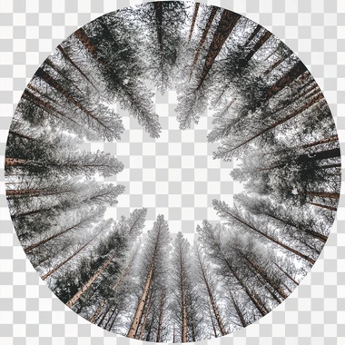 Create a high quality photo with a full circular cut of a larch tree trunk, around a white background.
