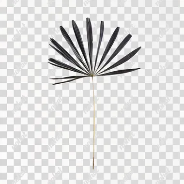 a palm frond isolated on a white background  --s 50