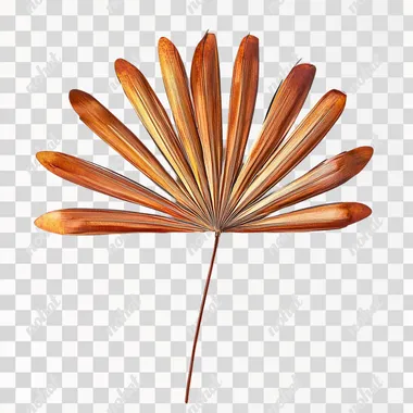 a palm frond isolated on a white background  --s 50