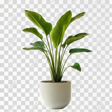 A potted plant, white background
