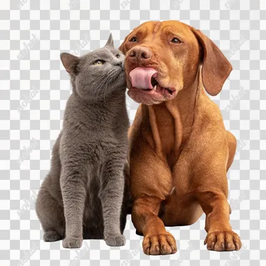 Photograph of a brown dog and a grey cat, sitting together on a white background. The cat is licking the dog's face. This is a studio shot, in high resolution.