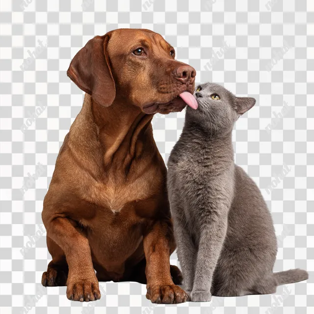PNG Friendly Dog and Cat Companionship